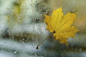 Rasos ta&scaron;kas priklauso nuo drėgmės ir temperatūros
